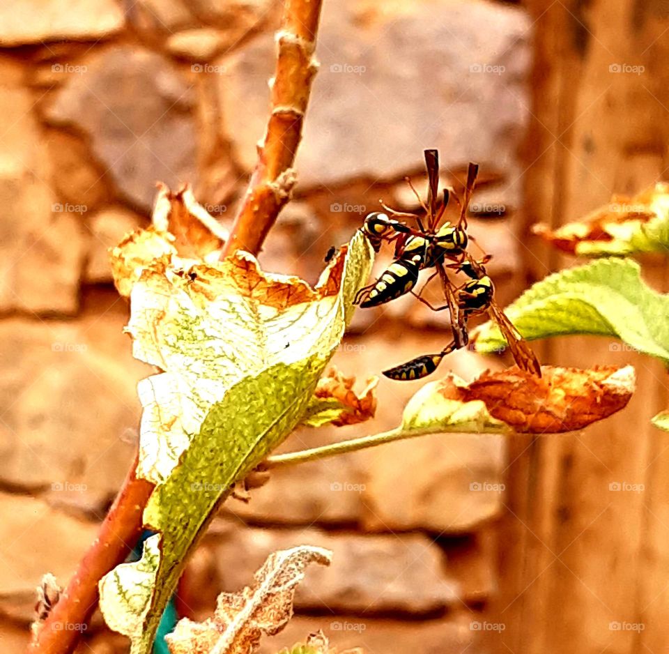On March 1, 2024, a pair of hornets was observed in the act of mating in a quiet garden. The larger female, with her distinct black and yellow stripes, was closely followed by the male, who was smaller but equally marked.