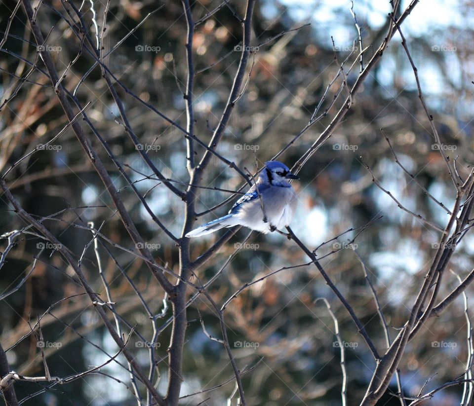 Blue Jay