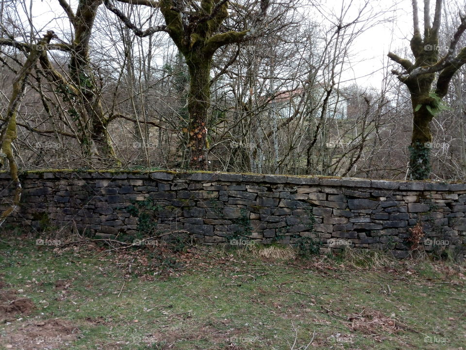 muro piedra bosque hojas secas camino Navarra musgo