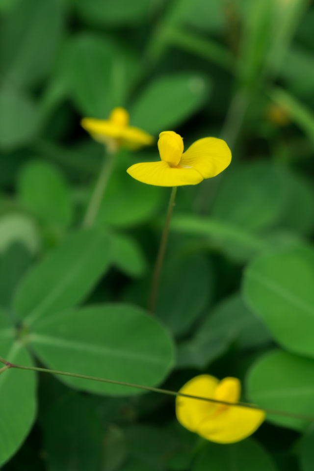 yellow wild flower