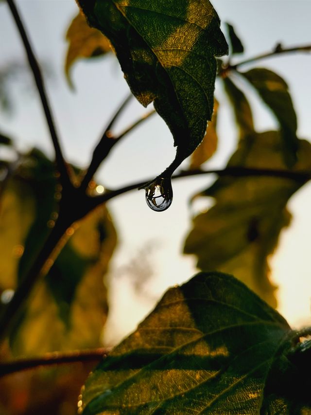 morning dew