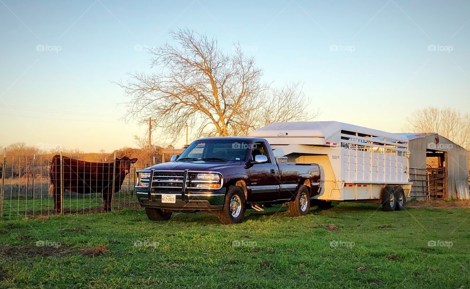 Cow pasture with truck and trailer 