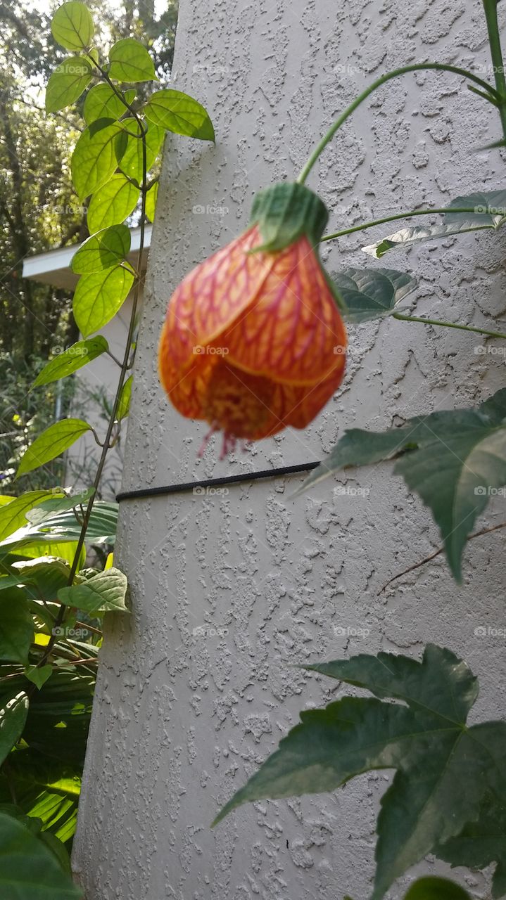 Beautiful unknown flower