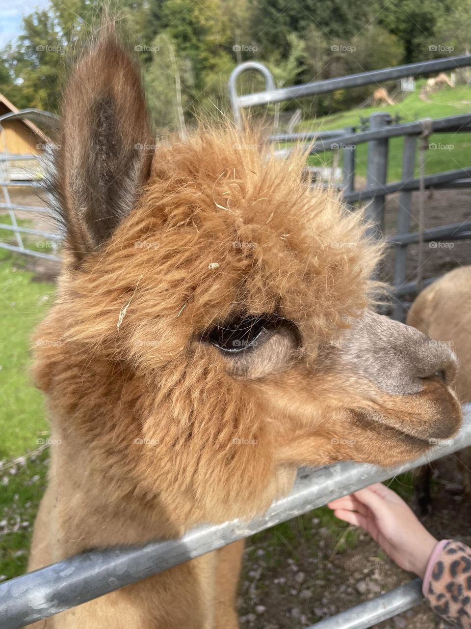Alpaca