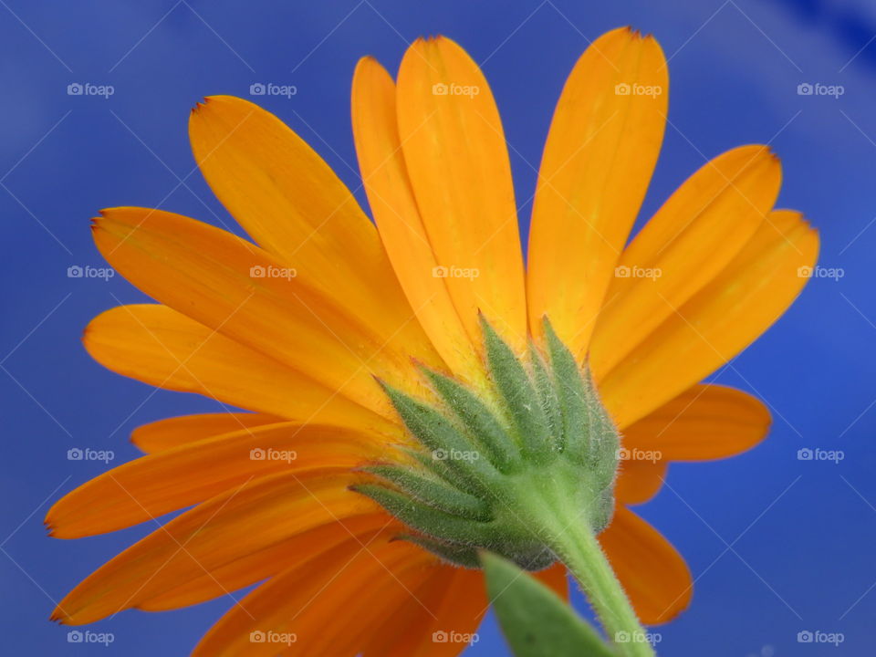 Orange Flower on blue background…