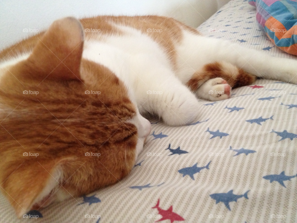 north shore hawaii cat cute dreaming by chichidango79