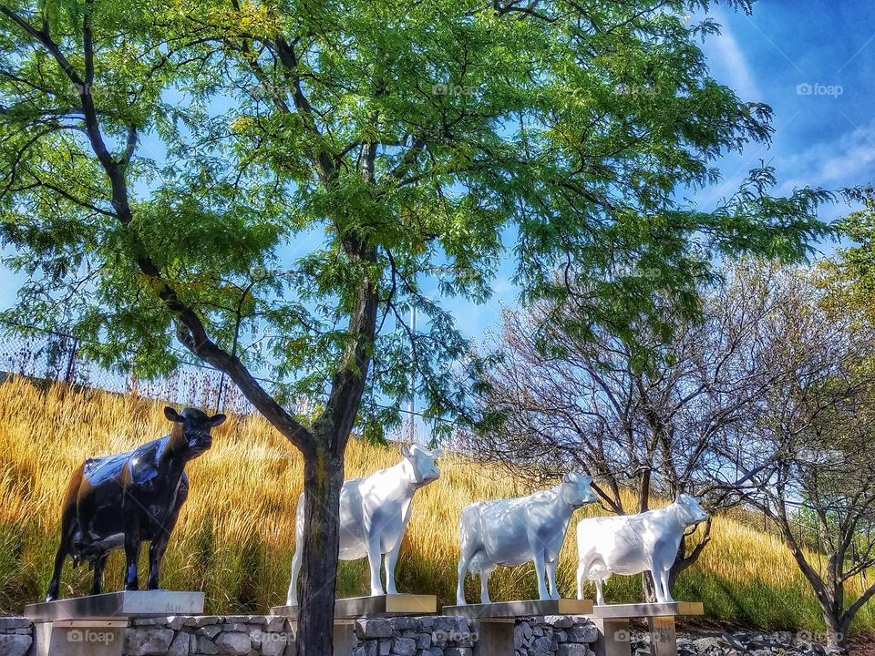 Cows on Parade