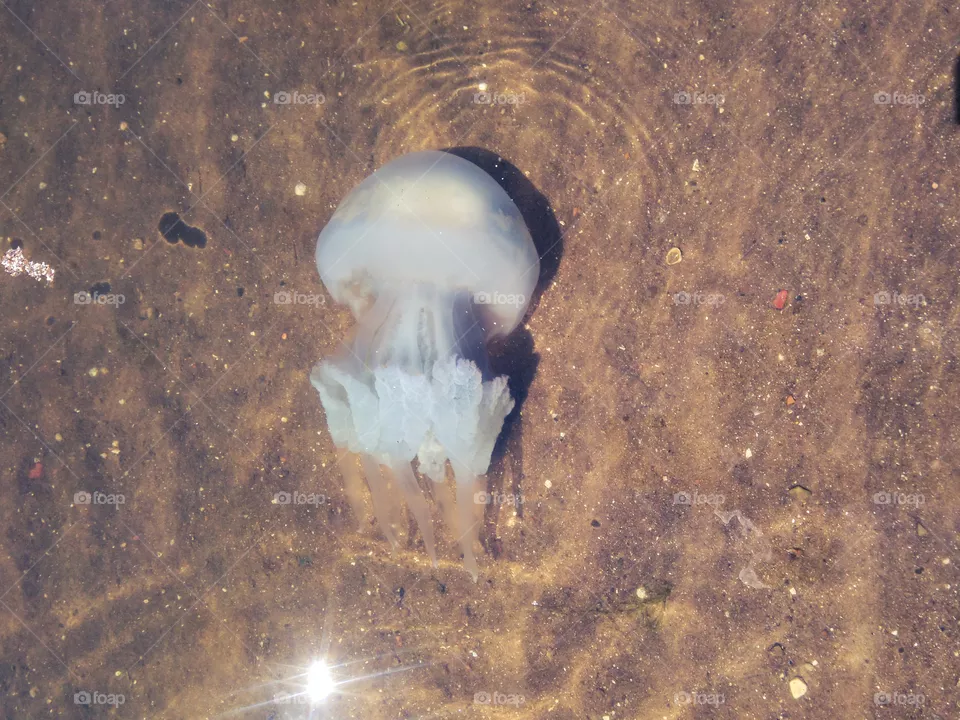 Large jellyfish swims at the bottom of the sea
