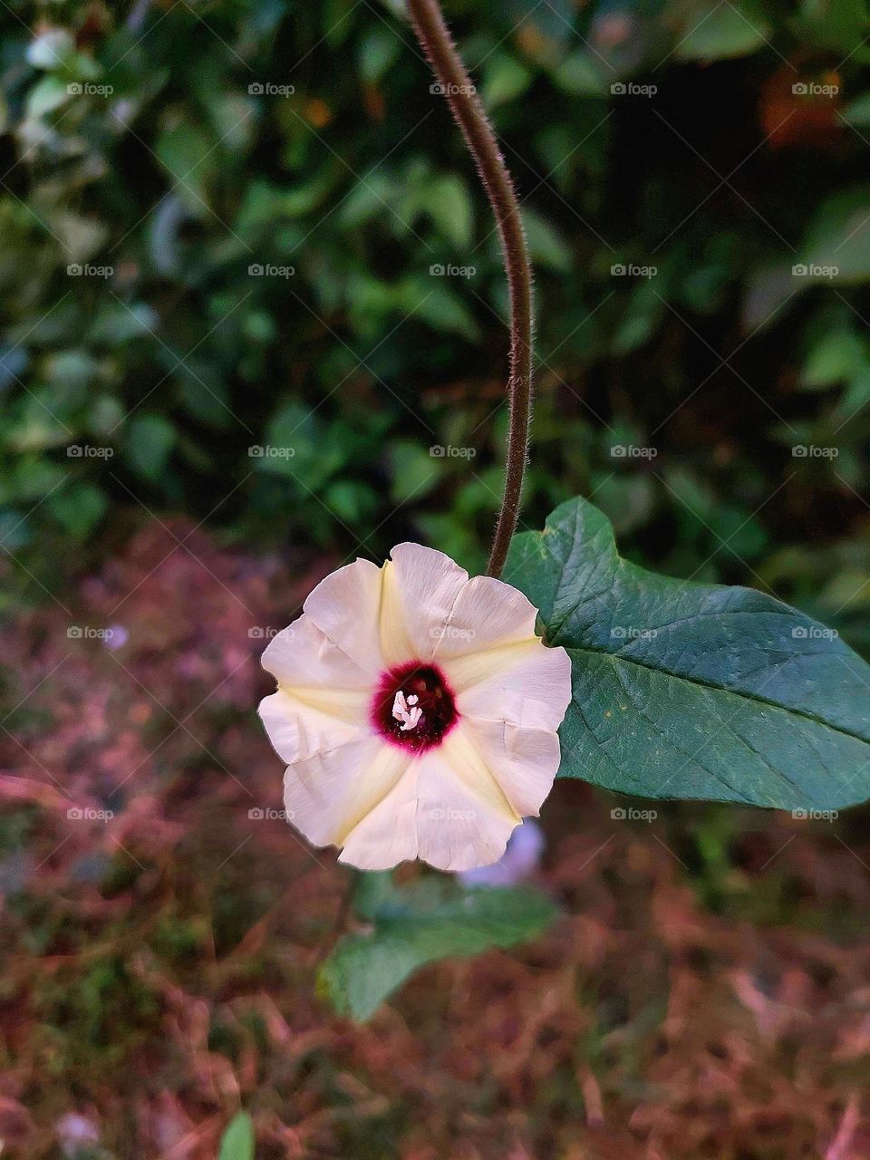 Merremia is a genus of flowering plants in the morning glory family, Convolvulaceae. 