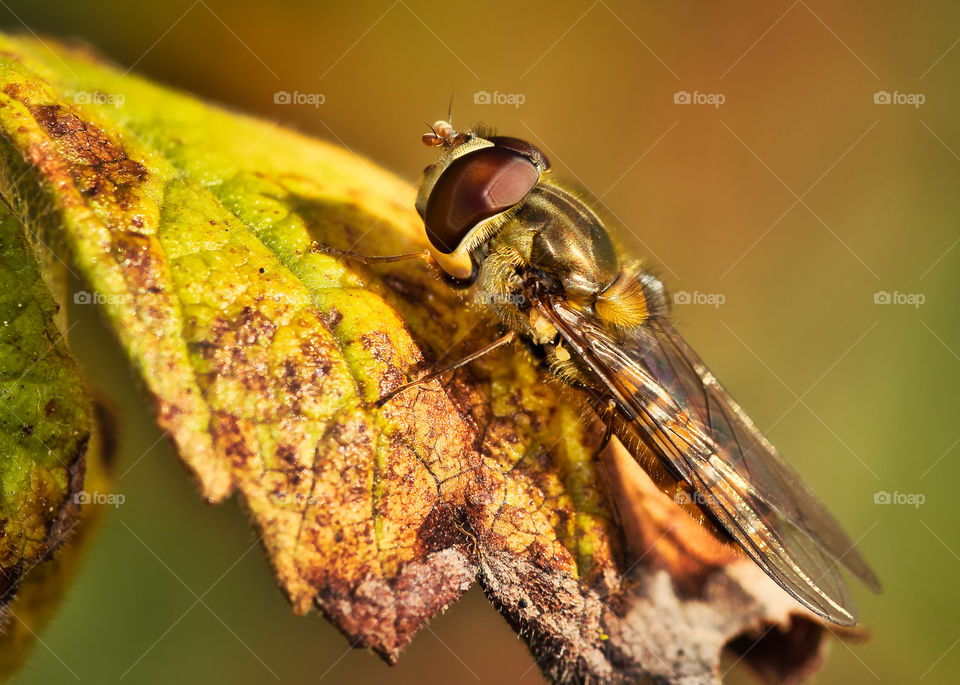 Hornet on a leaf