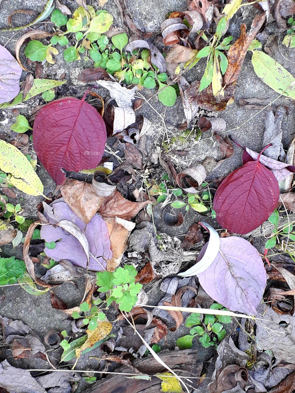 fallen autumn coloured leaves