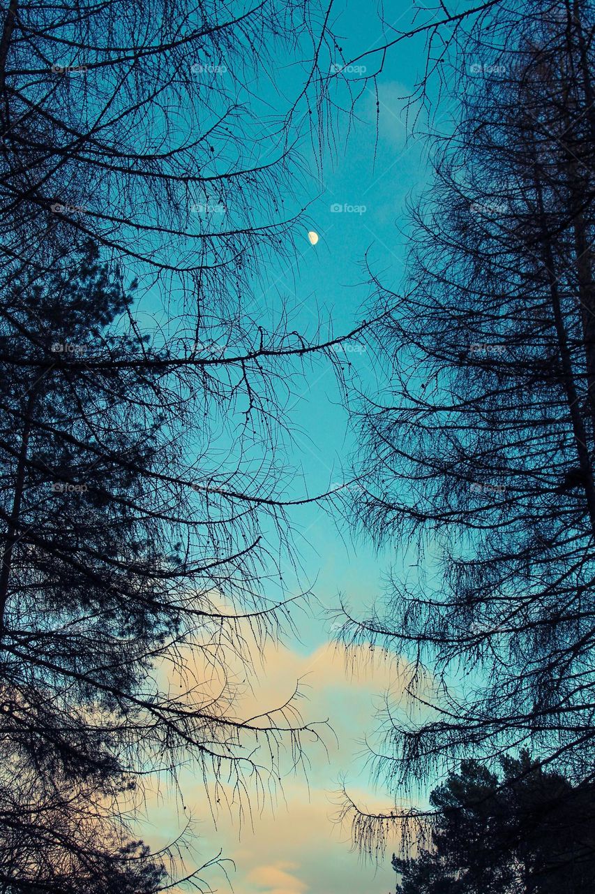 A view trough the branches at the moon in the blue sky.  Idyllic scenery.  Blue color