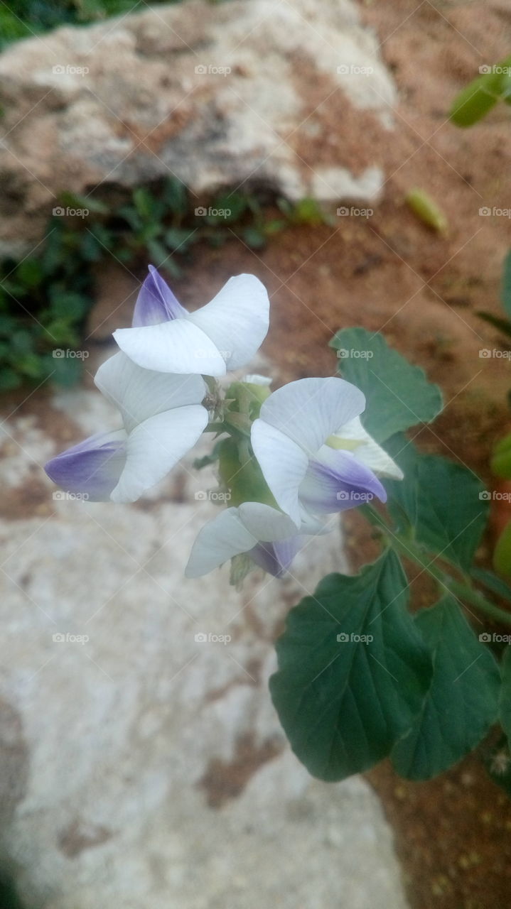 Beautiful white Flower