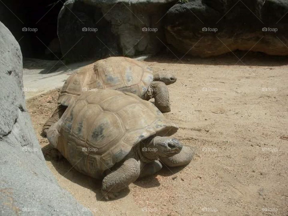 tortoises