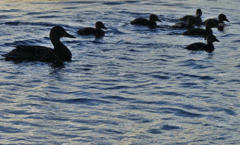 Mom Mallard and her ducklings