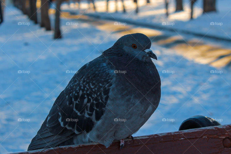 Fat pigeon