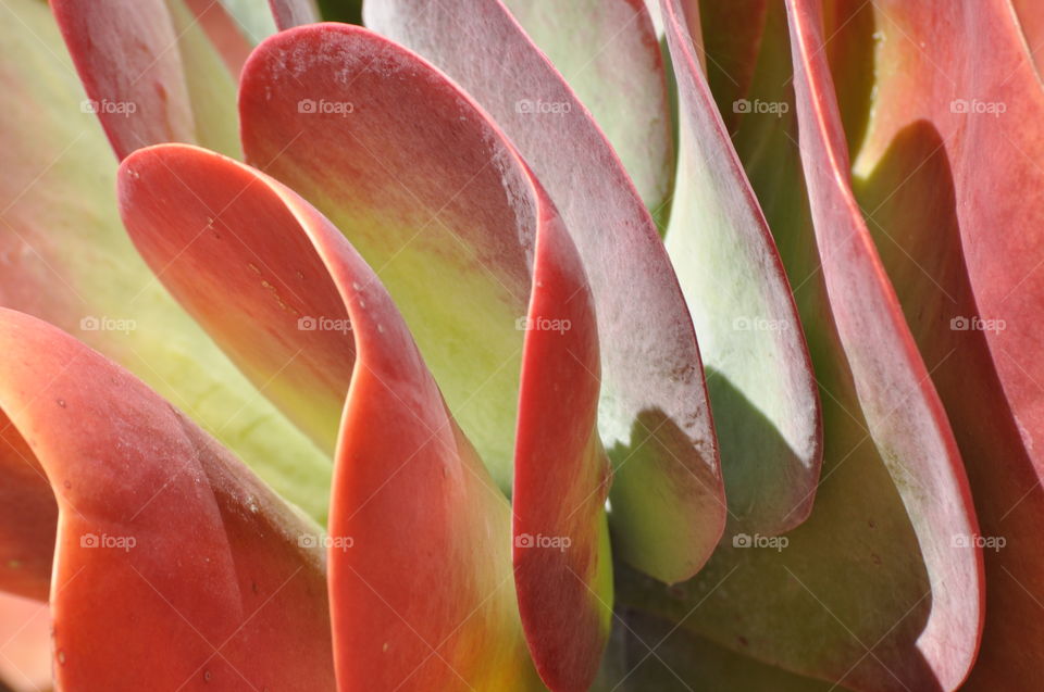 Colorful cactus plants