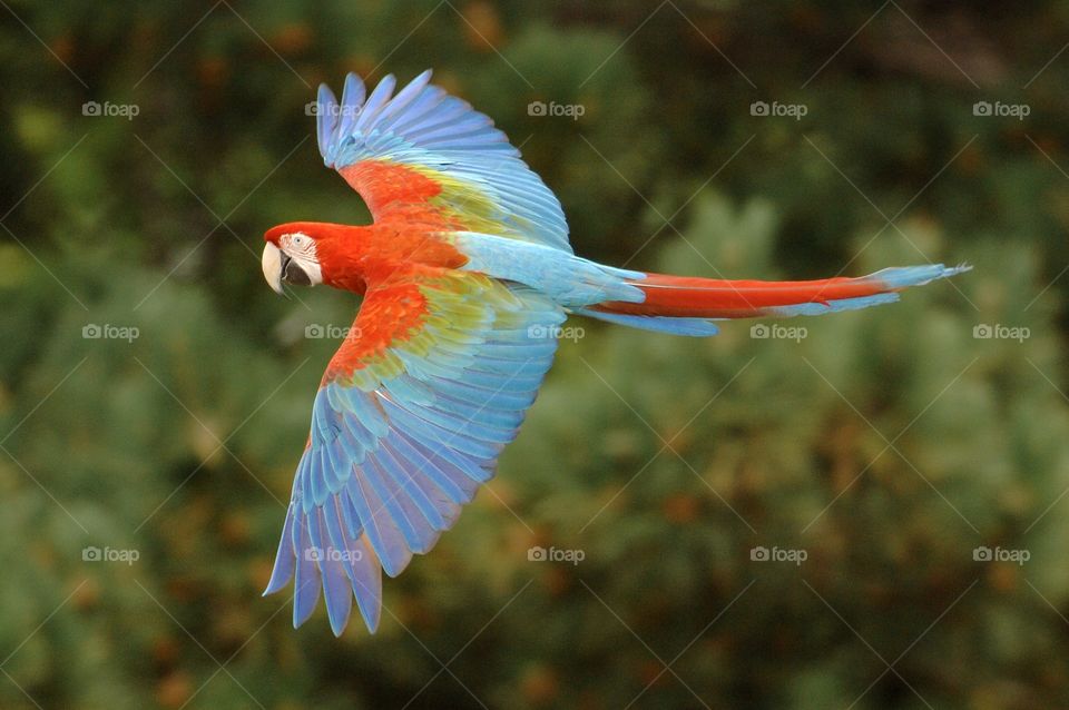 Flying parrots