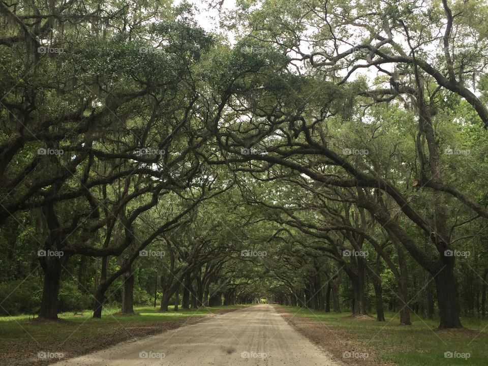 The tree lined road through the Savannah Georgia woods