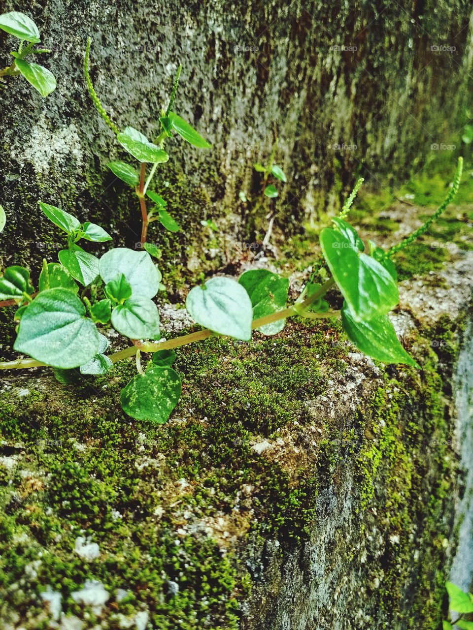 Pepeerlomia Pellucidar herb plant