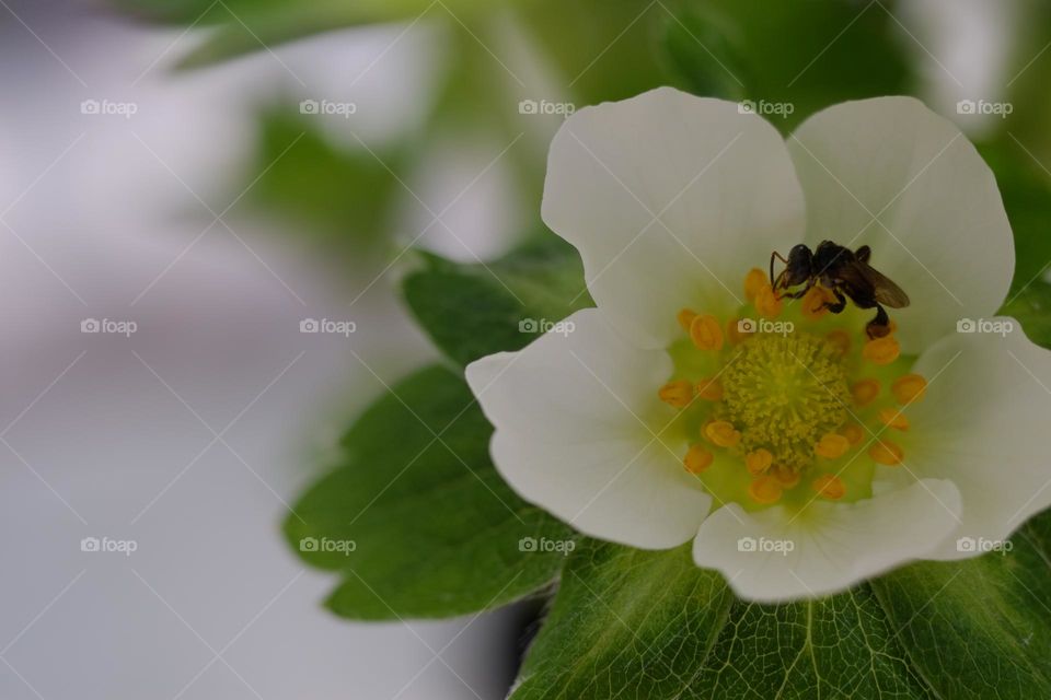 Bee on flower