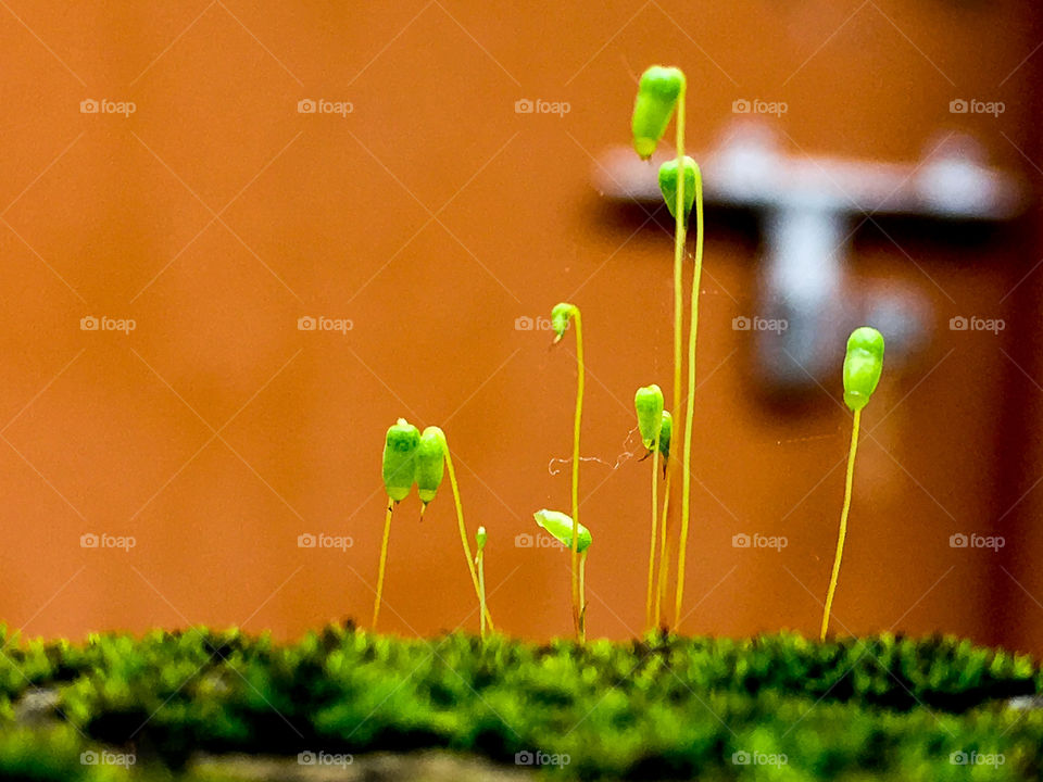 Baby plant photography...
