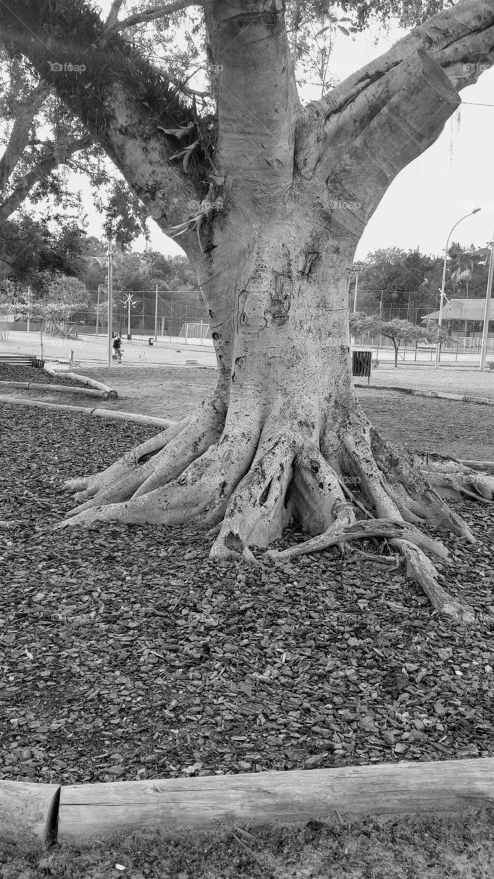 Tronco de árvore.Tree trunk
