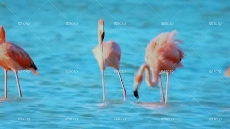 flamingo