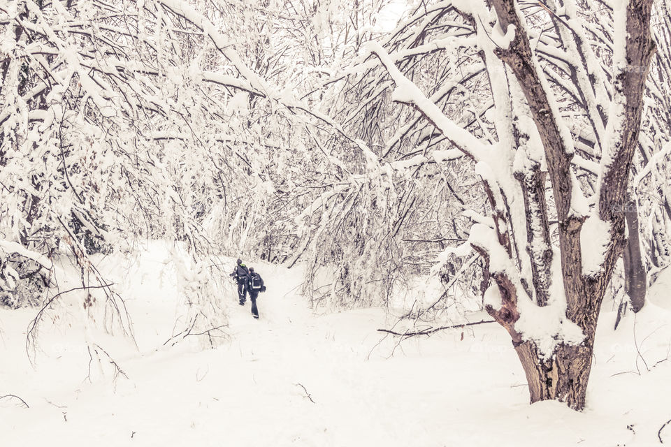 Snow, Winter, Tree, Cold, Frost