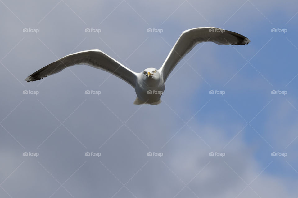 Seagull flying - gråtrut mås flyger 