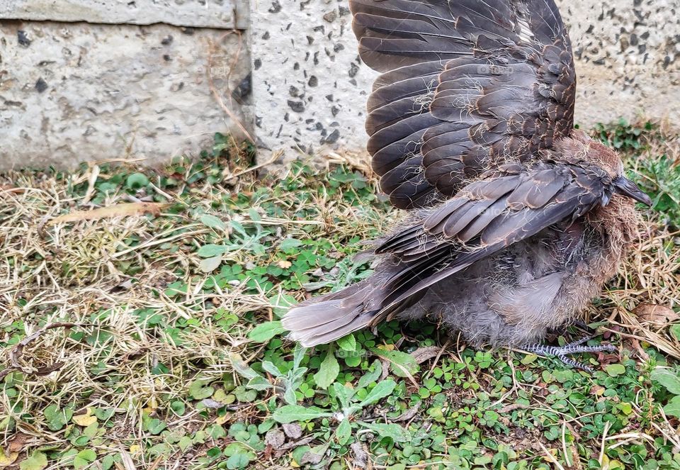 Capture a moment of young dove lifting it's wings.