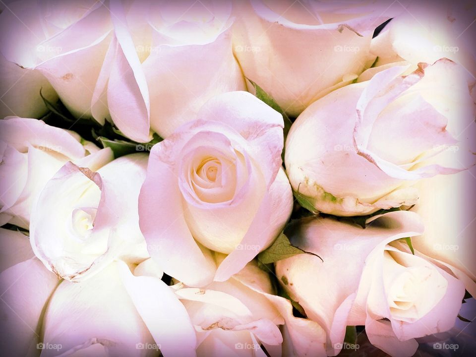 Soft pink roses. Soft pink roses