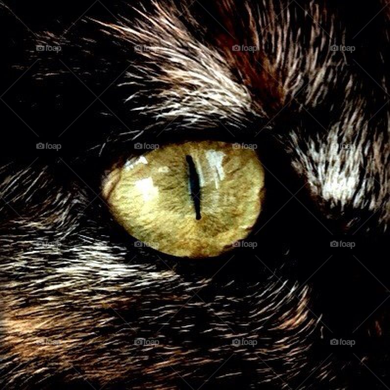 cat eye by smartini65