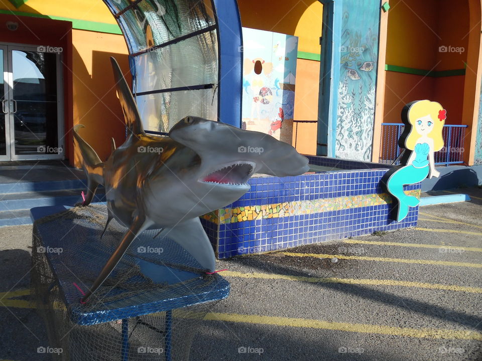 hammer head shark. This is a vacation photo 📷 that I took while visiting port Aransas Texas. 👣 🚶 🏃 🔥 💨