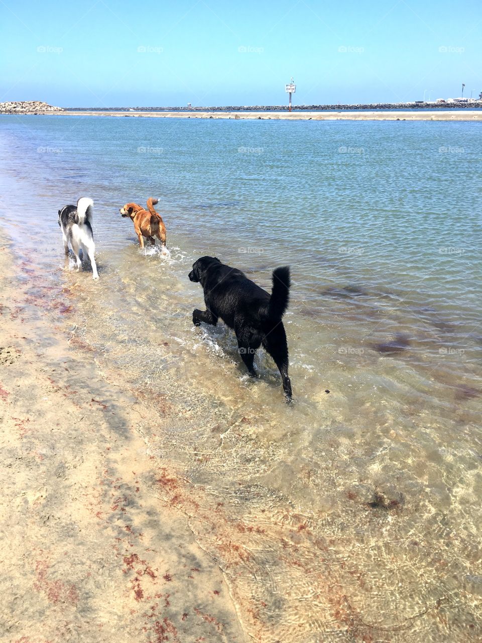 Dogs running in the shallow water at Ocean Beach Dog Beach