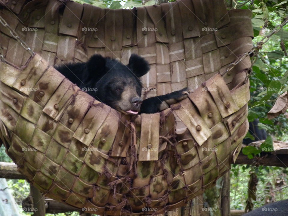 Bear at rest--Cambodia