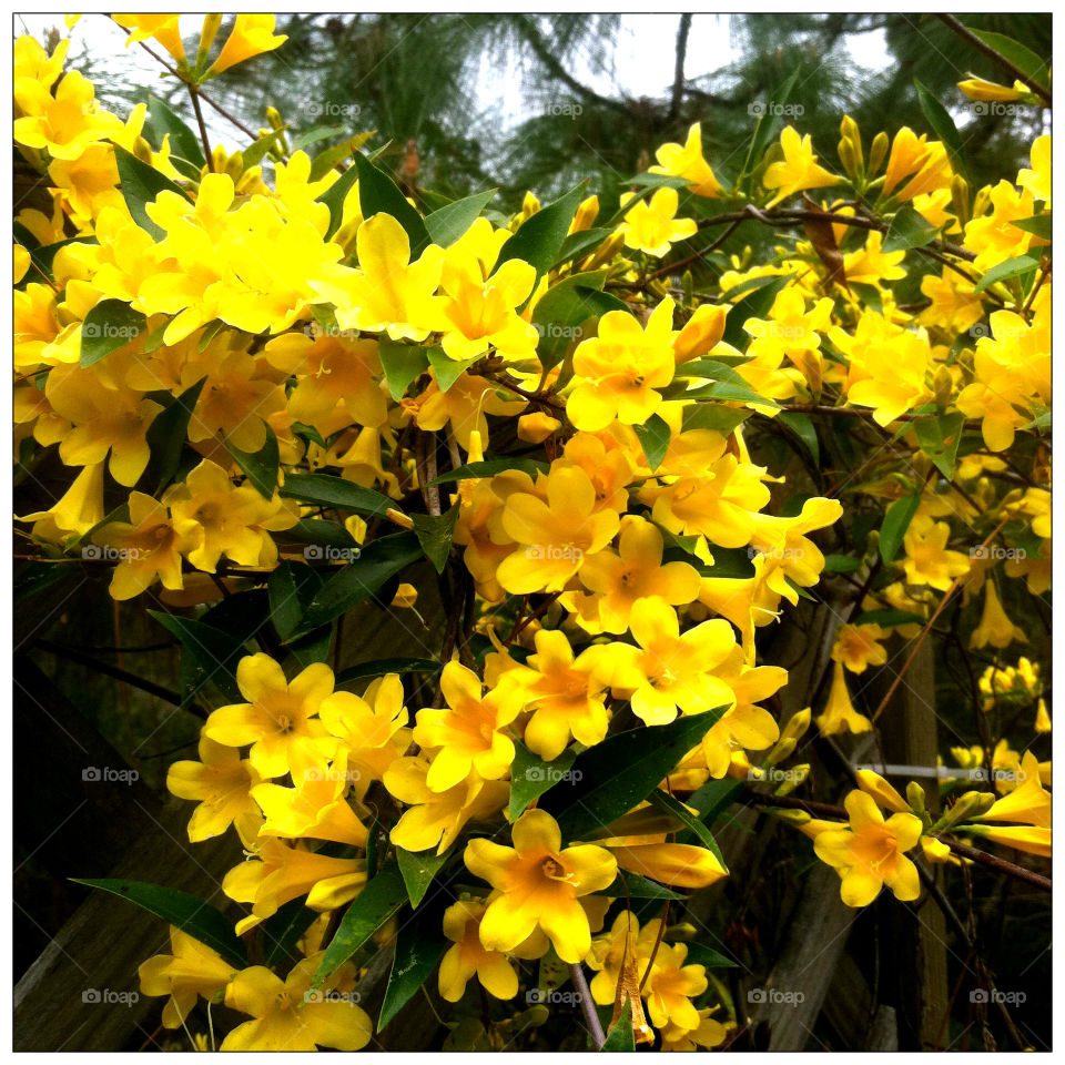 Mellow Yellow. North Carolina Jasmines