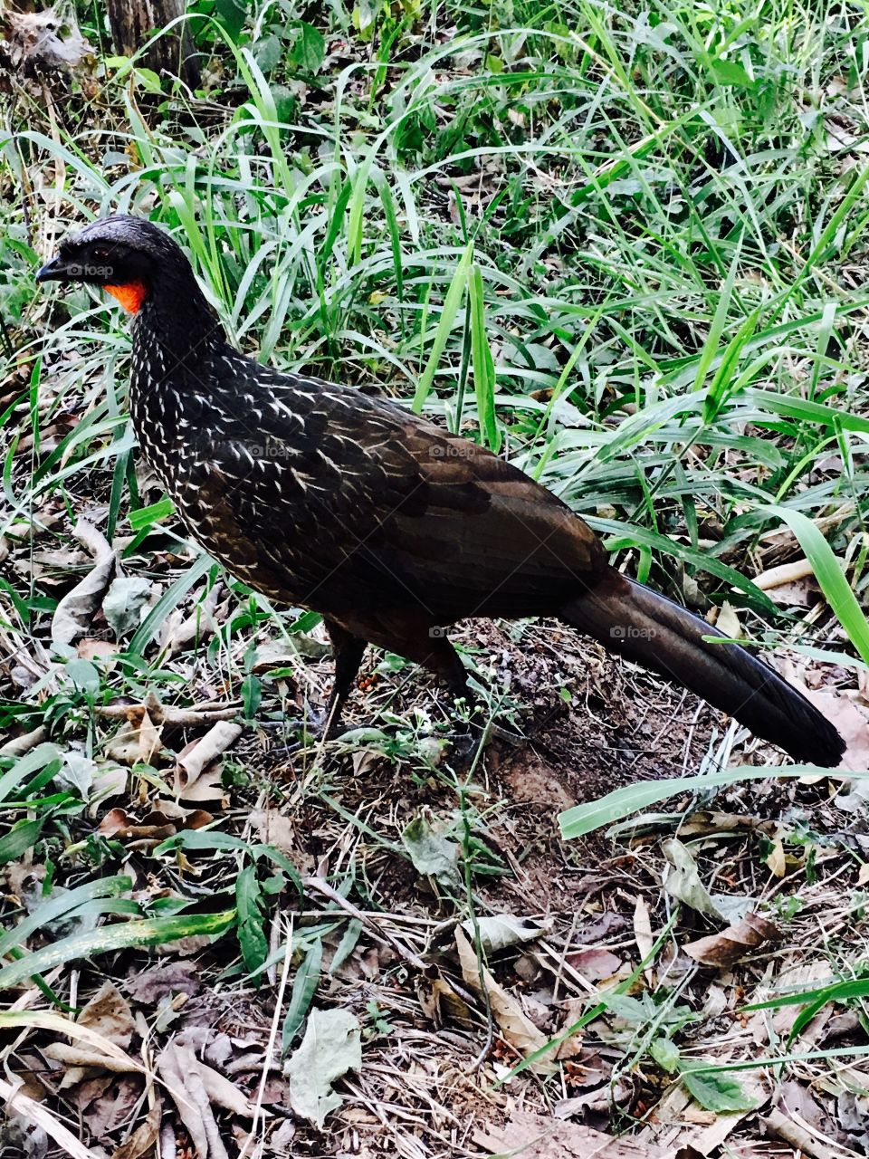 Clicamos, há pouco, esse #Jacu fazendo pose para nós na #Serra do Japi (no Eloy Chaves). 
 Viva a #Natureza!