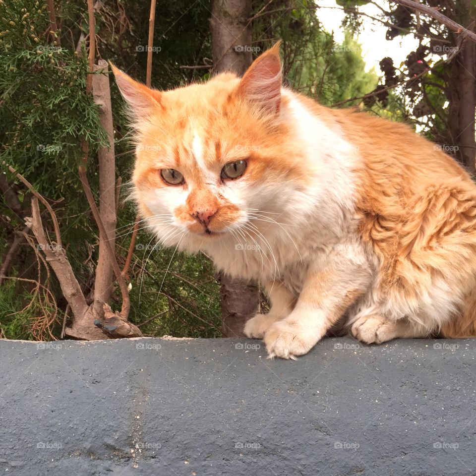 Cat on the wall