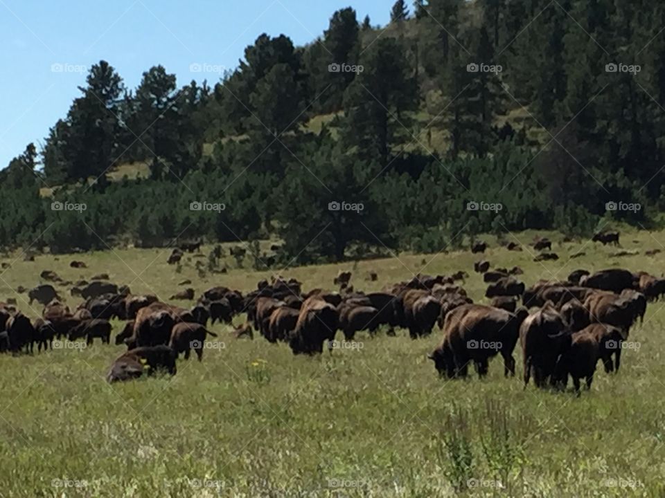 Buffalo in the grasslands