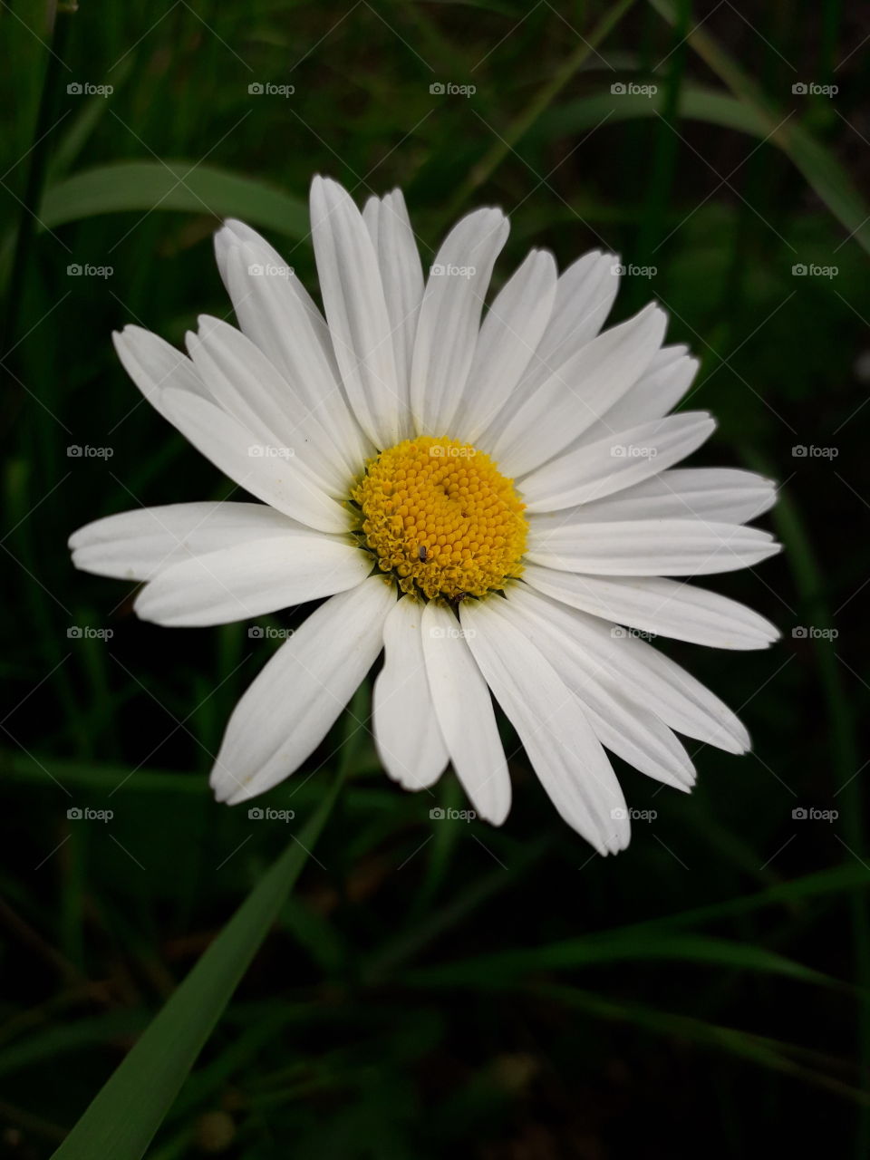 daisy