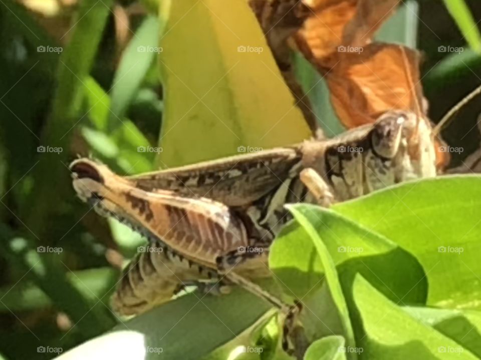 Grasshopper hanging on a leaf on a windy afternoon