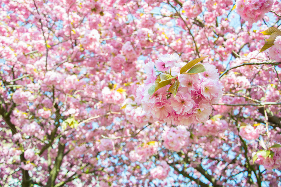 Low angle view of cherry blossom