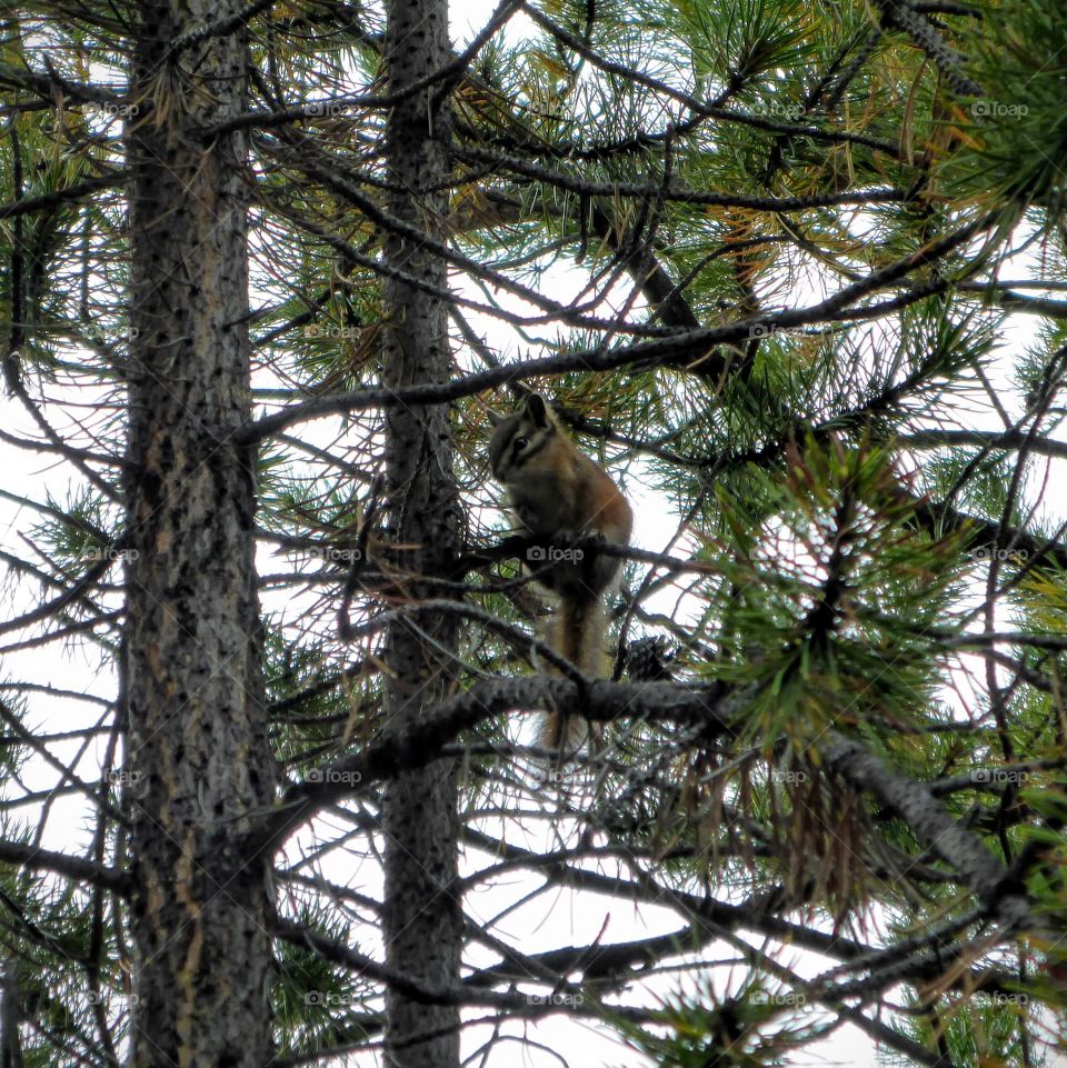 Chipmunk, Chilko