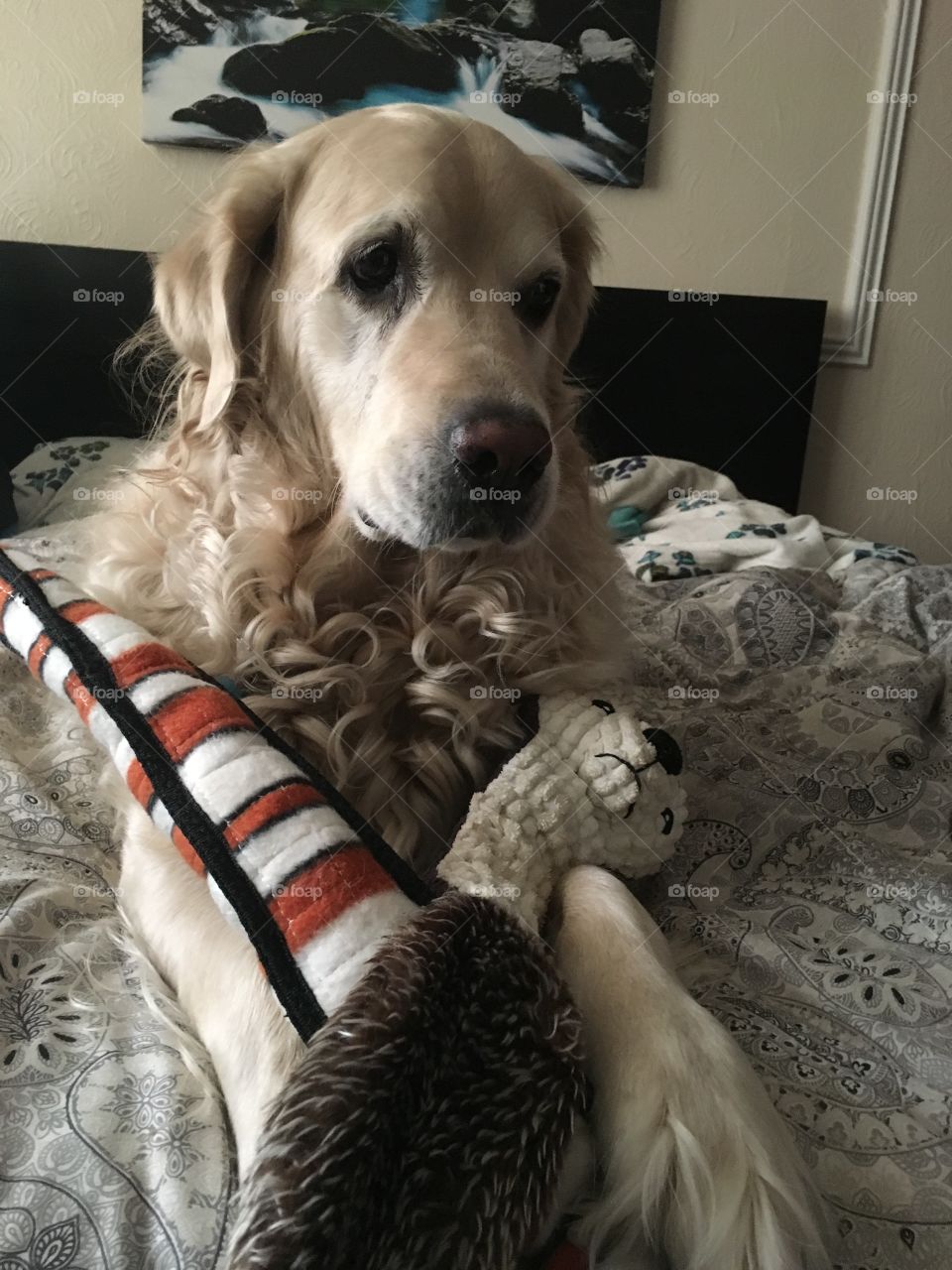 Dog, Pet, Animal, Portrait, Cute