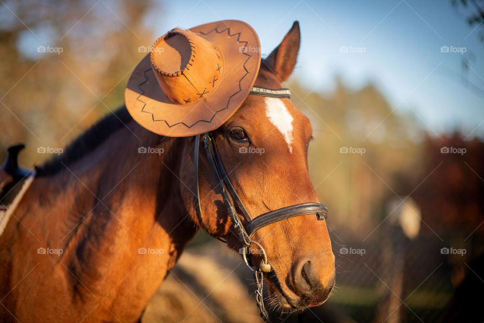 Horse wear cowboy hat