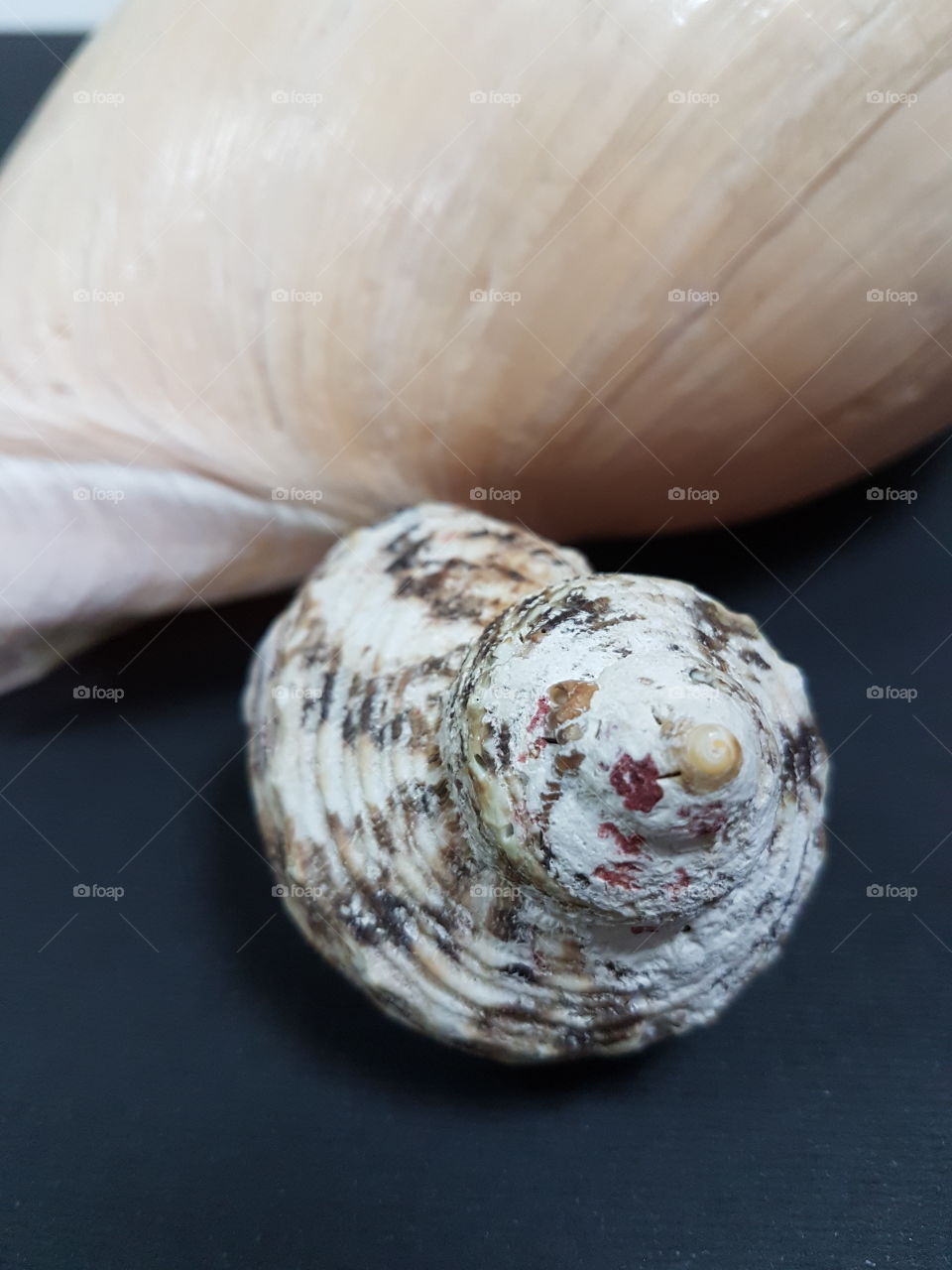 Shellfish, Shell, No Person, Food, Seashell
