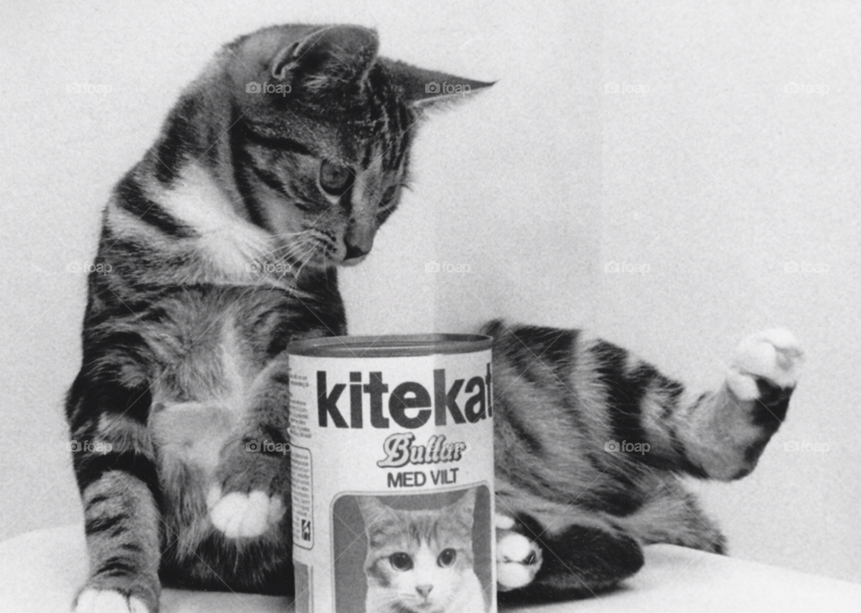 cat animal pet catfood by MagnusPm