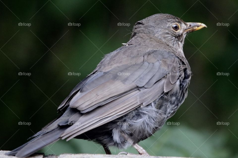 female blackbird