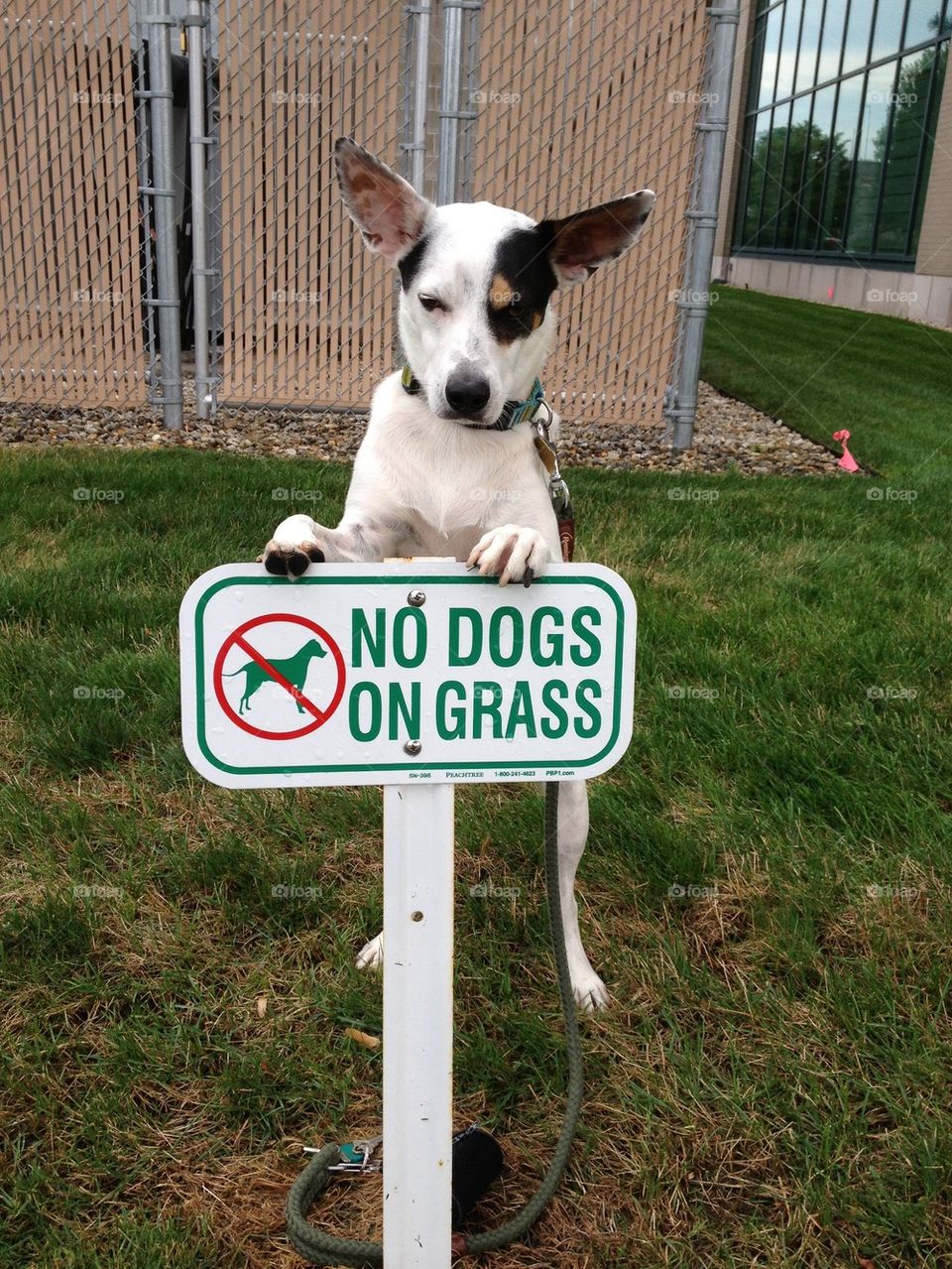 No dogs on grass